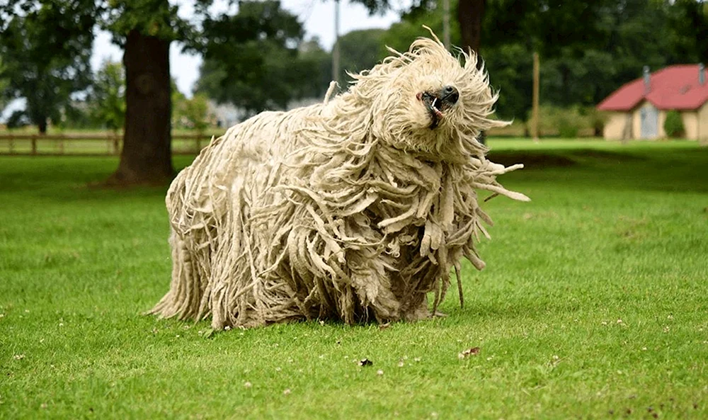Venger Schäferhund Komondor