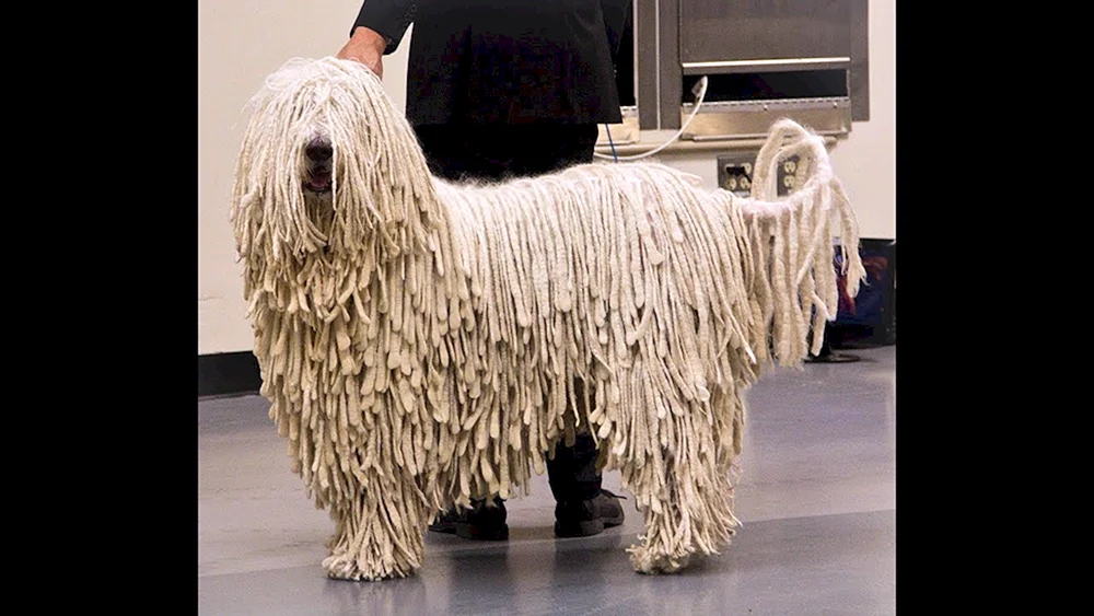 Ungarischer Schäferhund Komondor