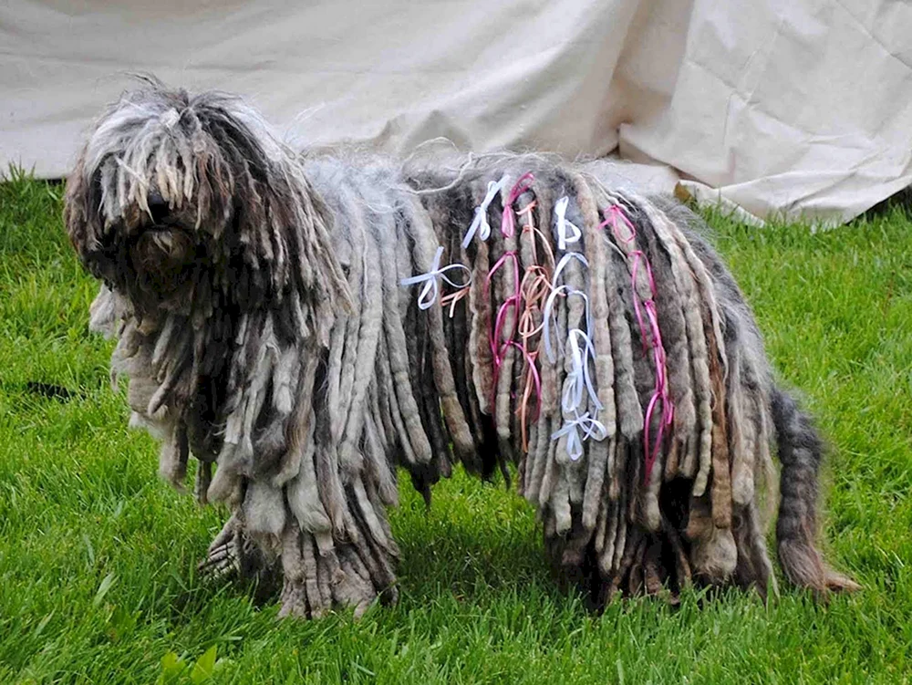 Lappenhunde von Helen Thompson