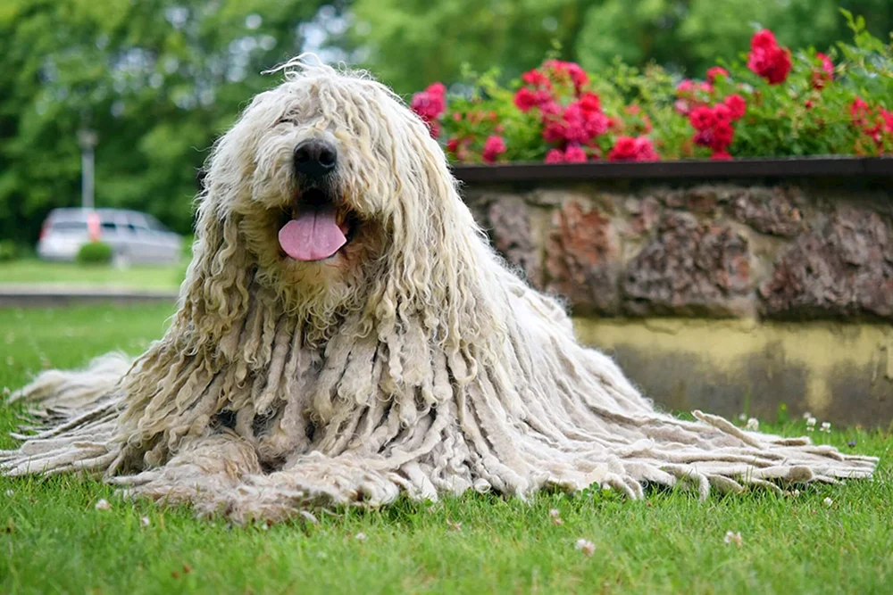 Bergham Schäferhund Komondor