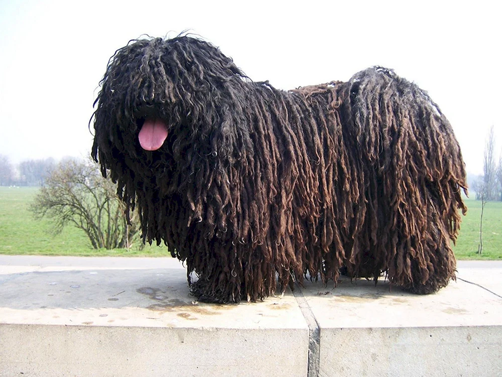 Bergham Schäferhund Komondor