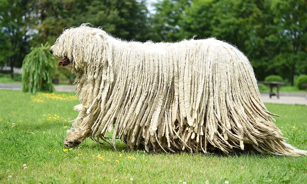 Bergham Schäferhund Komandor
