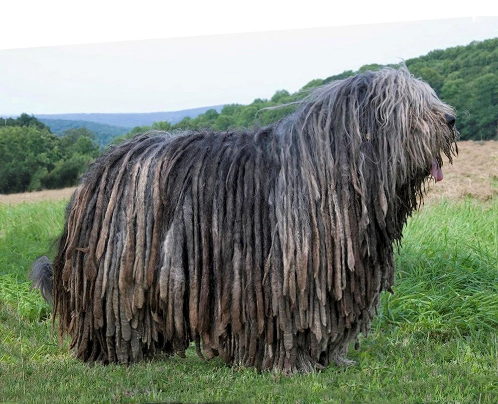 Bergham Sheepdog Commander