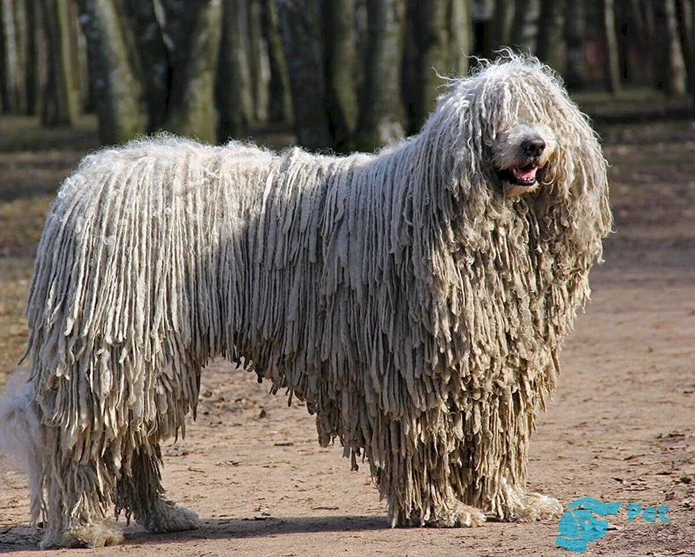 Bergham Schäferhund Komandor