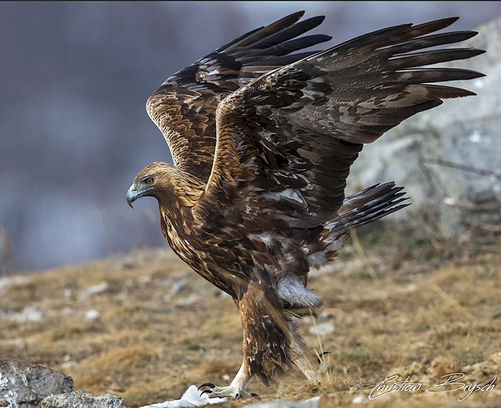 Berkut Aquila chrysaetos