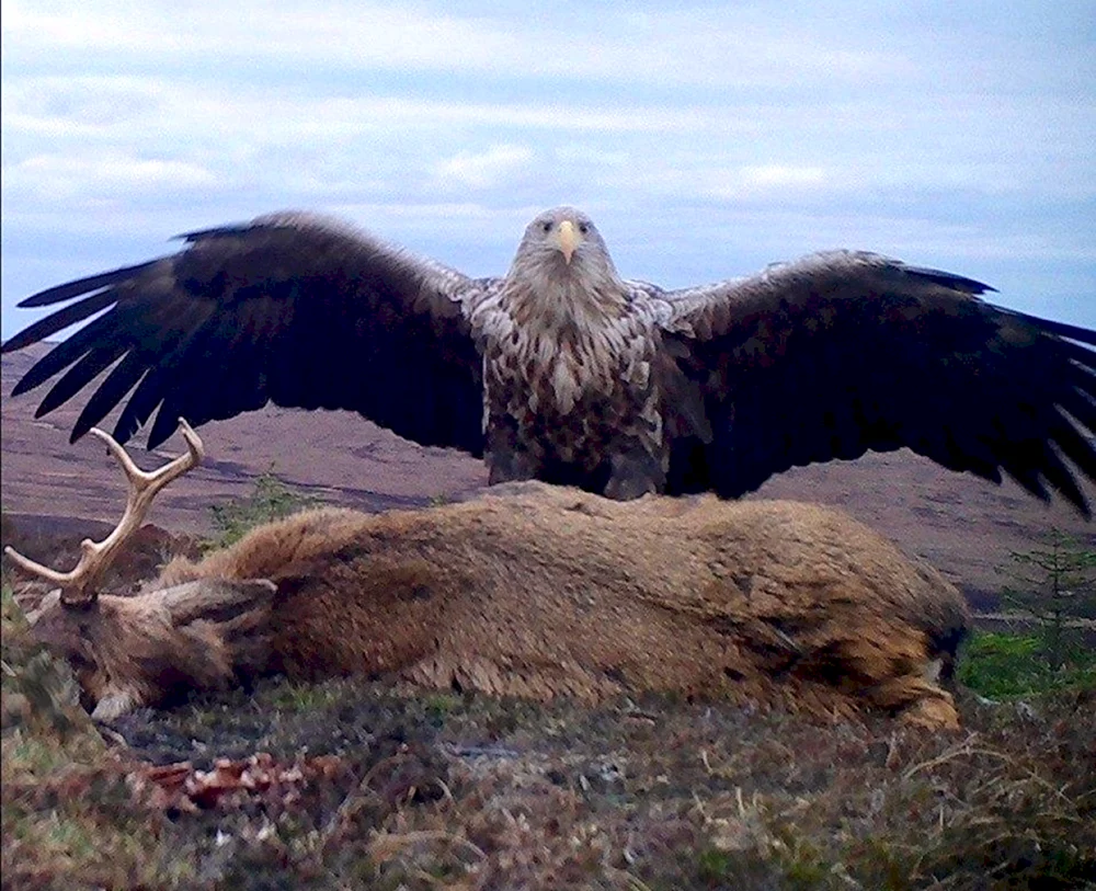 Seeadler