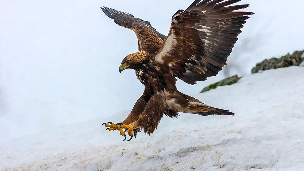 Luny Bussard Raufußhuhn