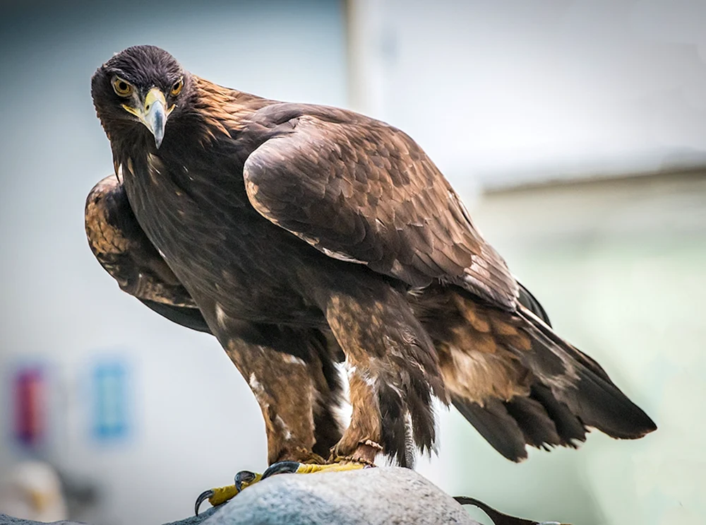 Seeadler