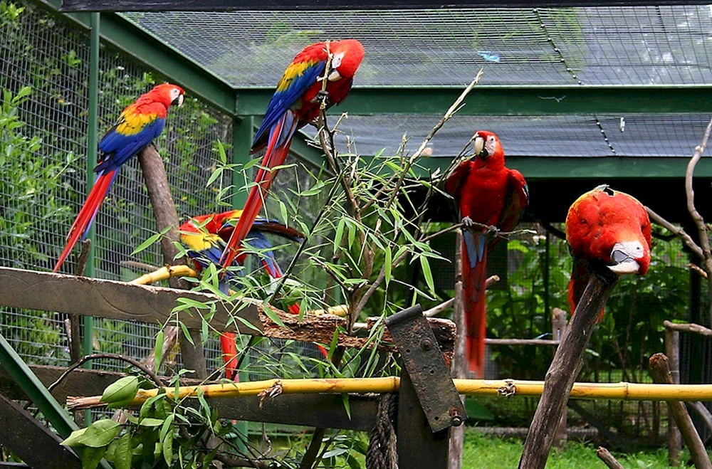 Berliner Zoo Berliner Papageien