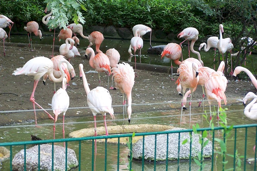 Zoo Berlin Flamingo