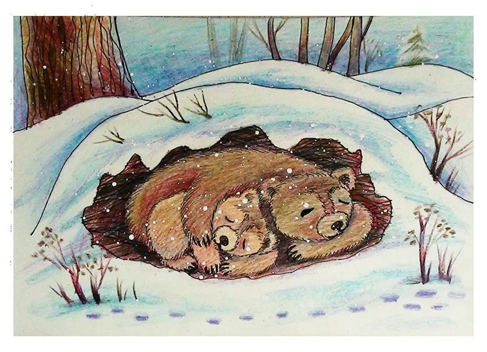 Braunbär im Winterschlaf