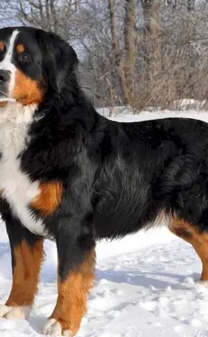 Berner Sennenhund