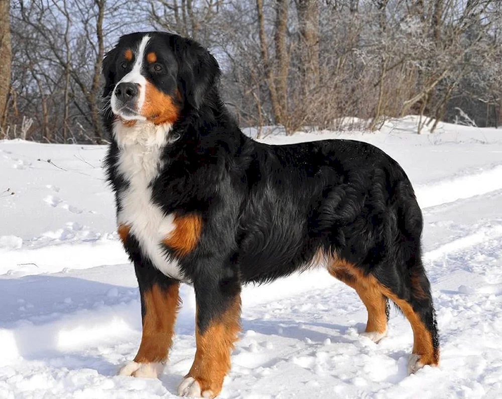 Berner Sennenhund