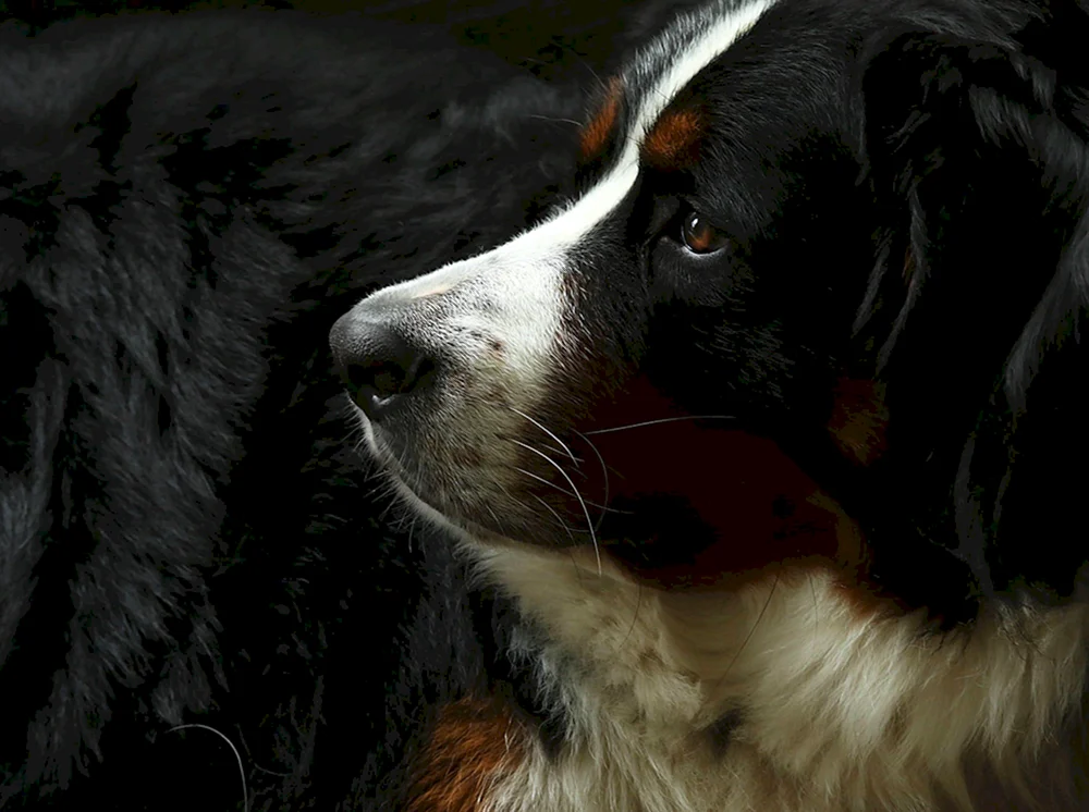 Taxa Hund