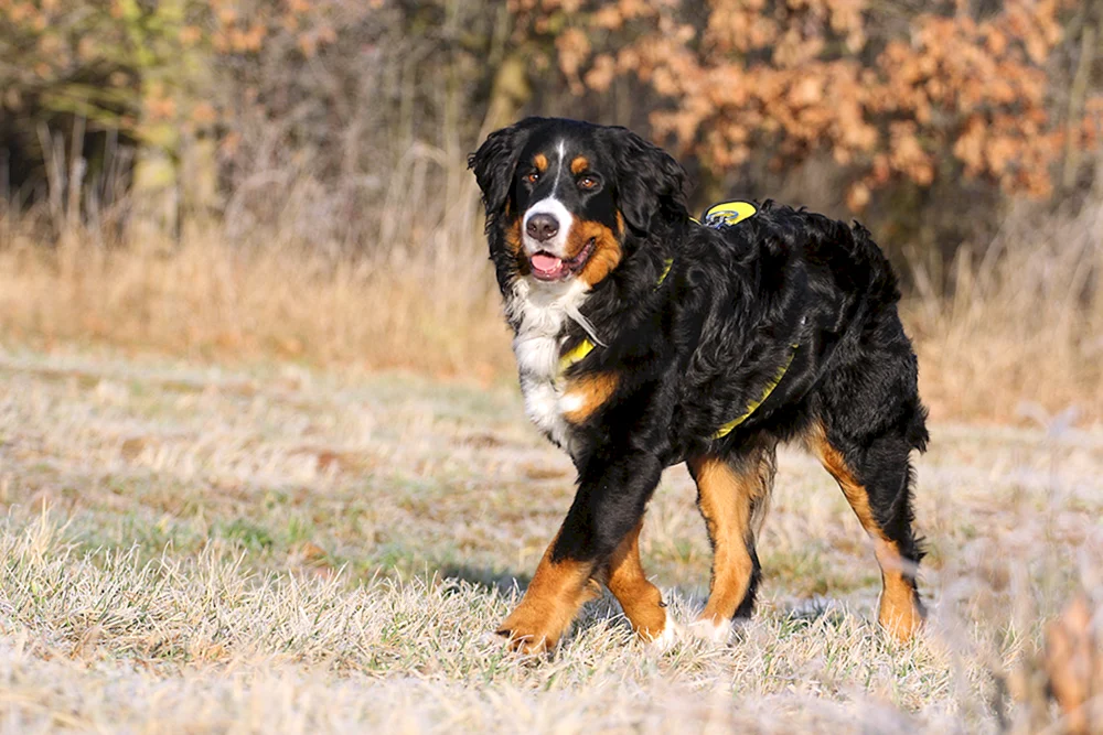 Berner Sennenhund