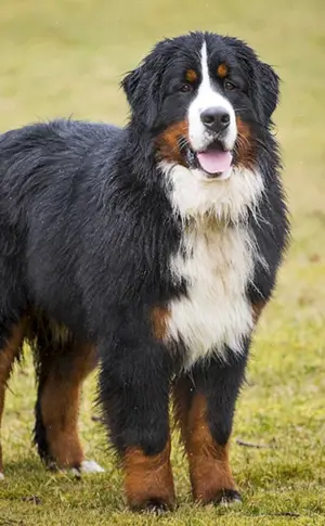 Berner Sonnenhund