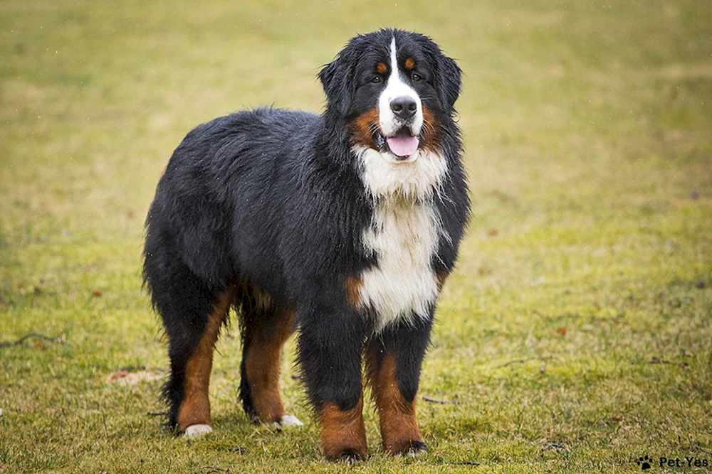 Berner Sonnenhund