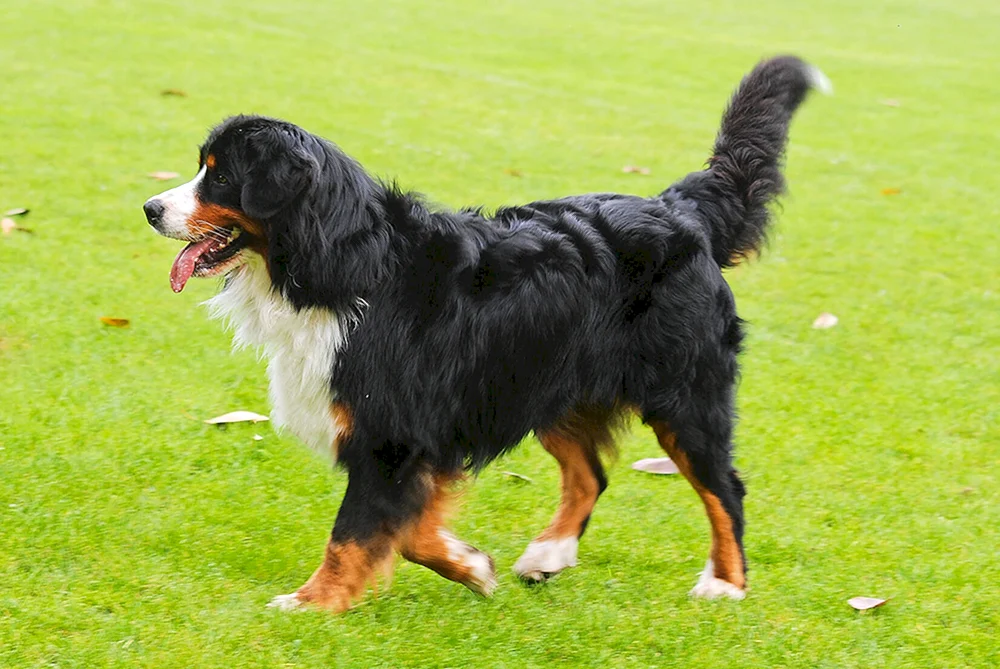 Berner Sonnenhund