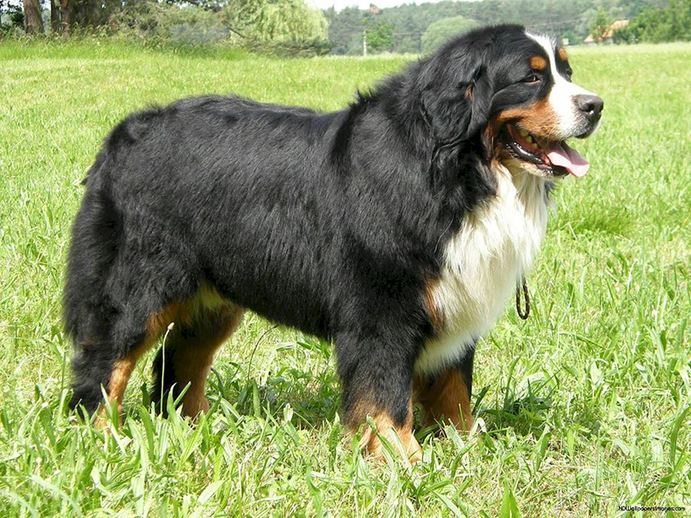 Berner Sonnenhund