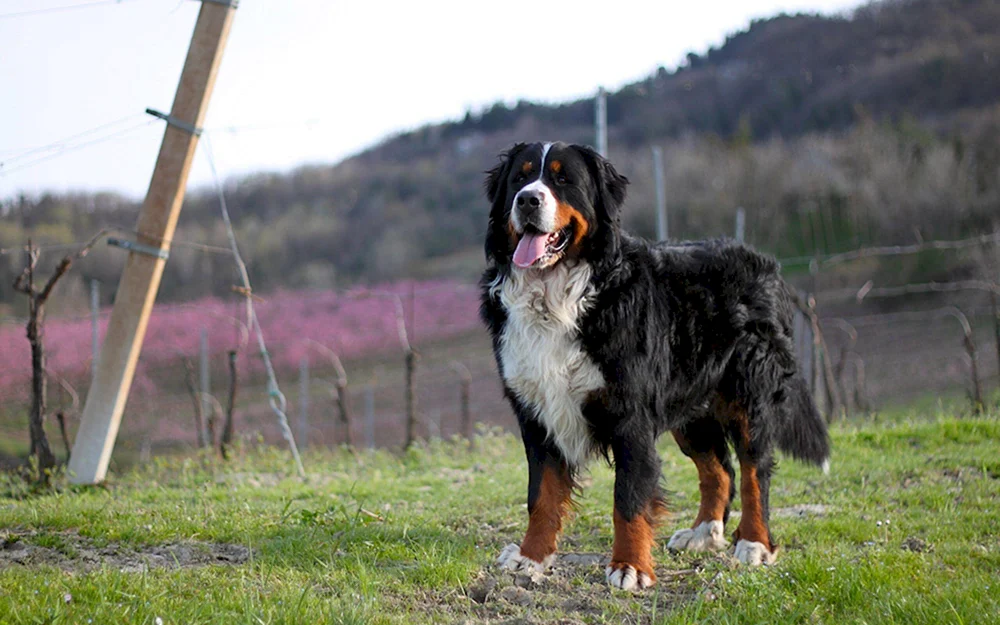 Berner Sennenhund