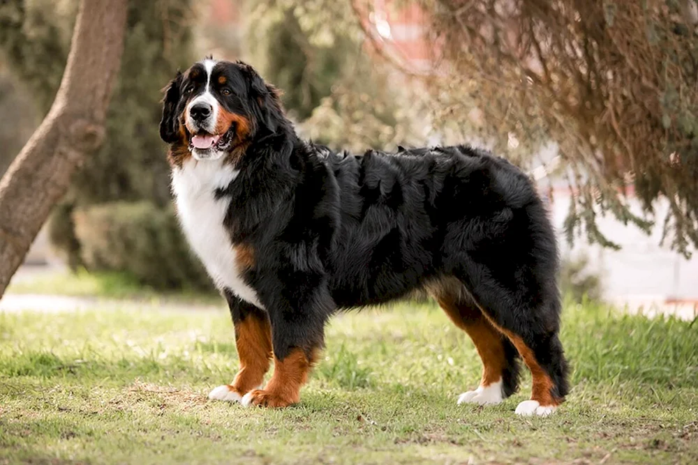 Australischer Schäferhund