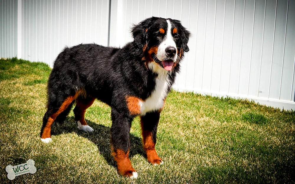 Border Collie. Collie