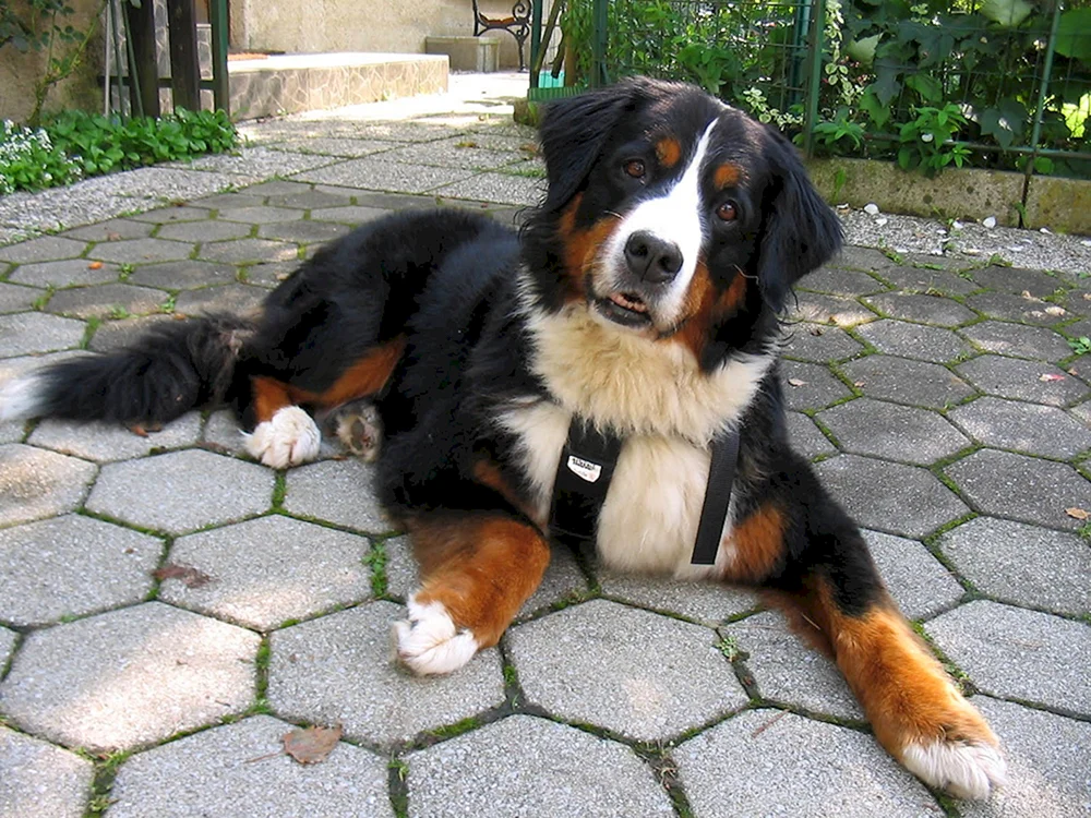 Berner Sennenhund