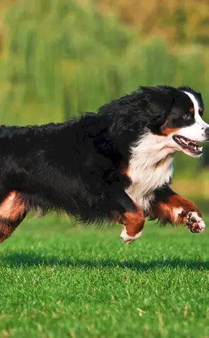 Berner Sennenhund