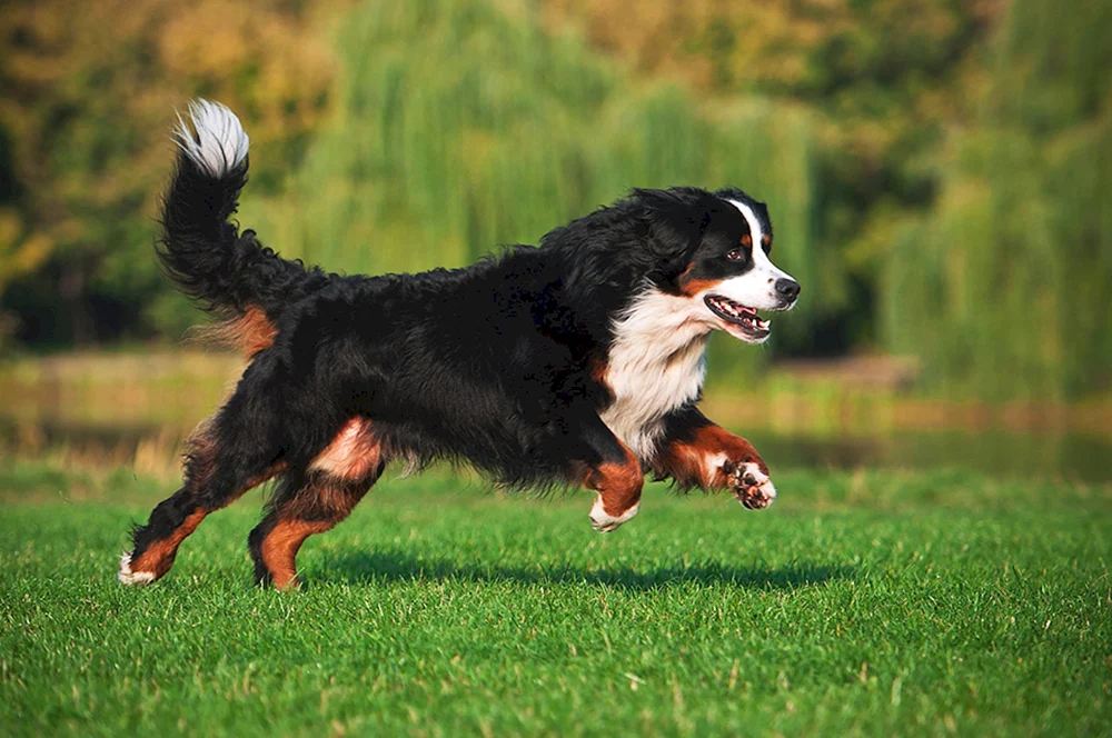 Berner Sennenhund