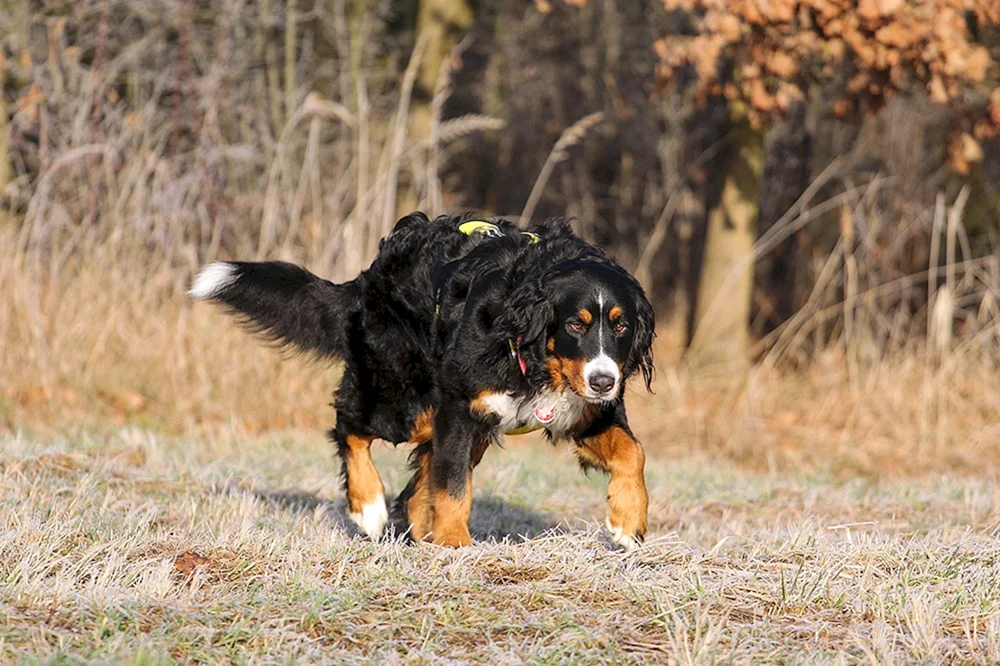 Berner Sennenhund