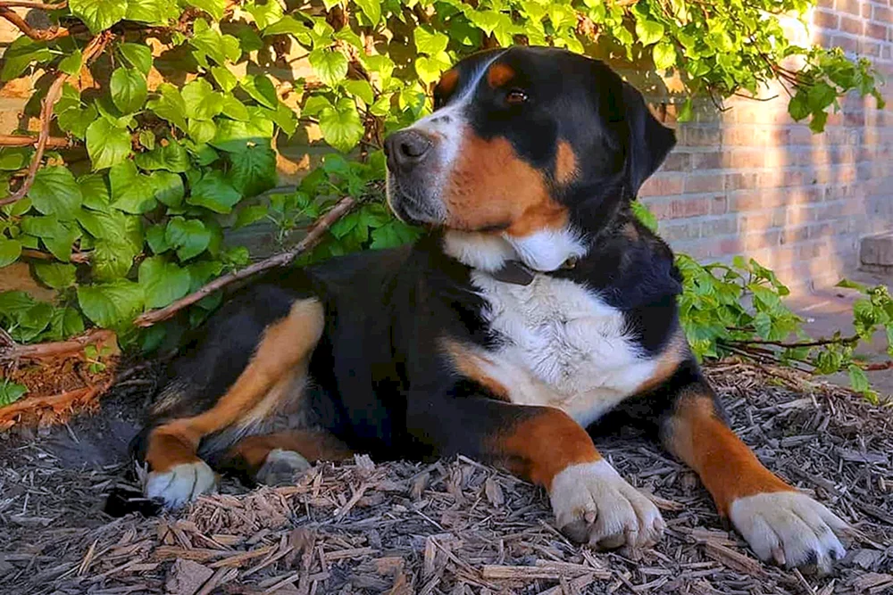 Berner Sennenhund