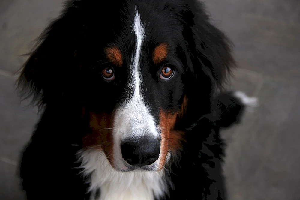 Berner Sennenhund