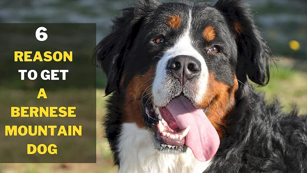 Leonberger und Tibetischer Mastiff