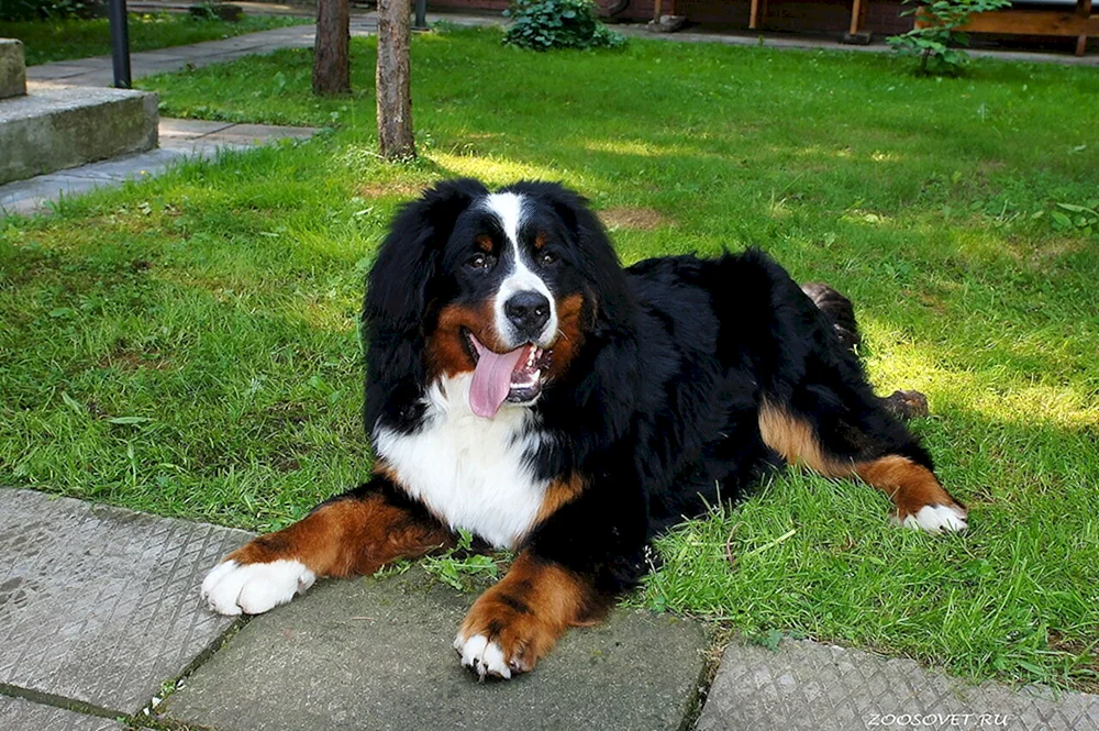 Berner Sennenhund langhaarig