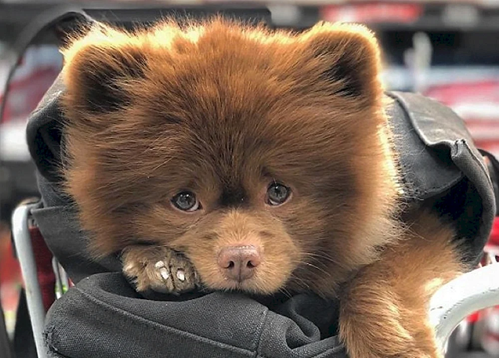 Pomeranian Spitz Belenky