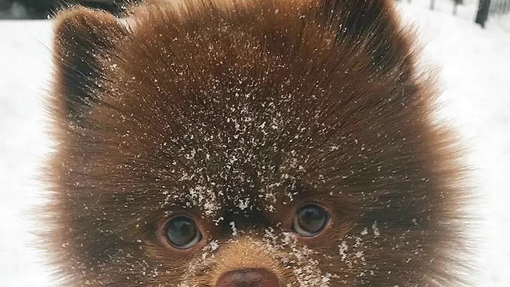 Pomeranian Spitz Boo