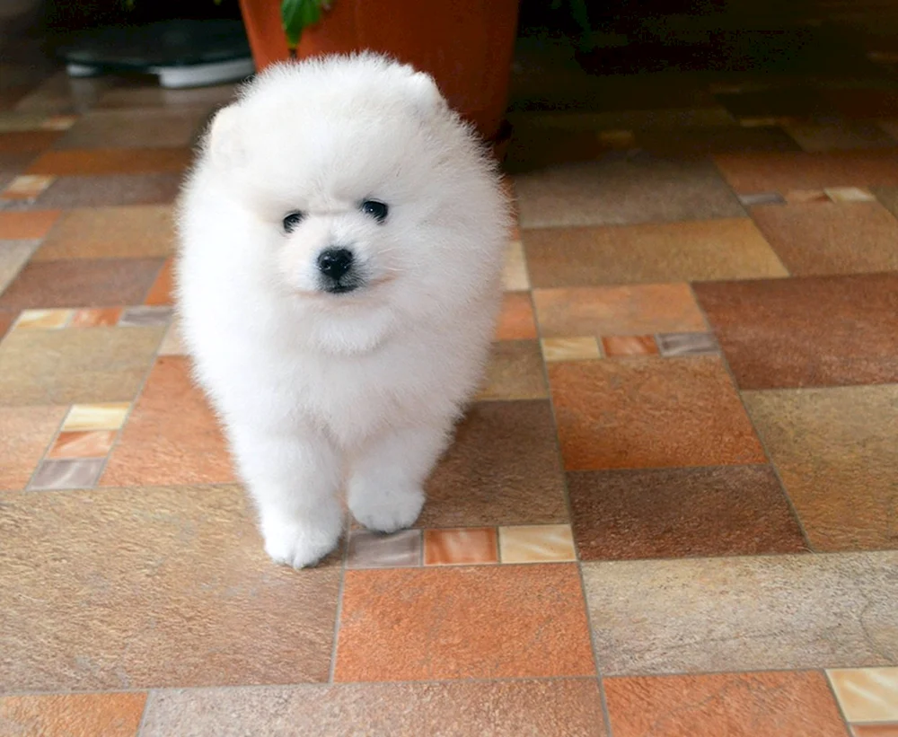 Pomeranian Spitz Boo
