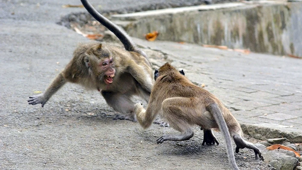 Verrückter Affe