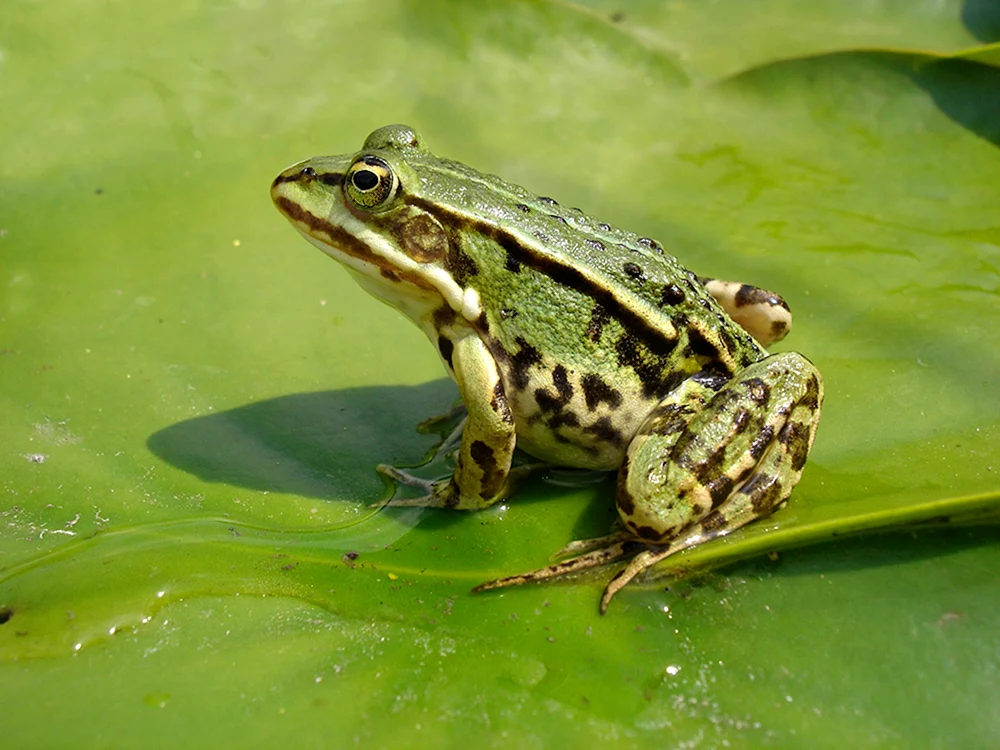 Taillose AmphibienTaillose Amphibien