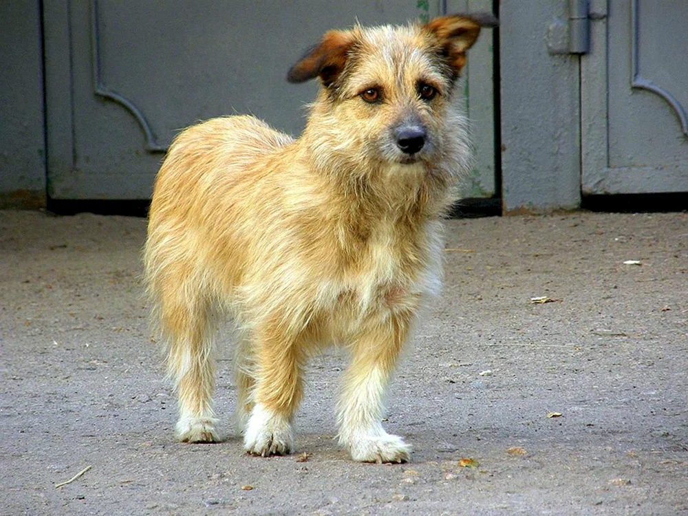 Rasse des Dabbler-Hundes