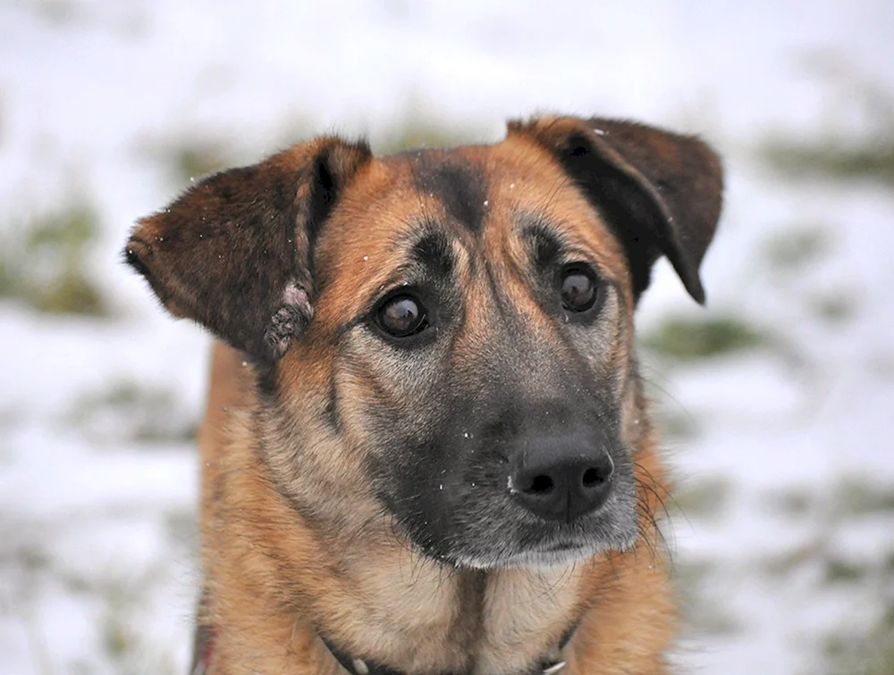 Rasse des Dabbler-Hundes