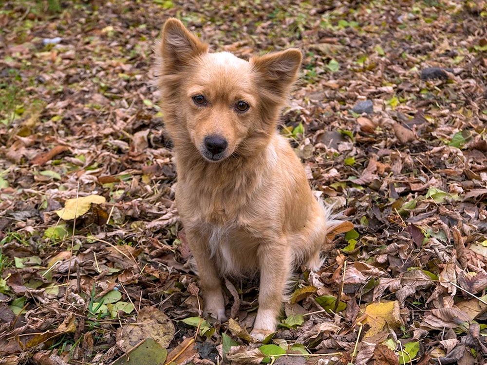 Roter Mischlingshund