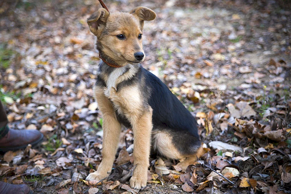 Kleiner Mischlingshund Archie
