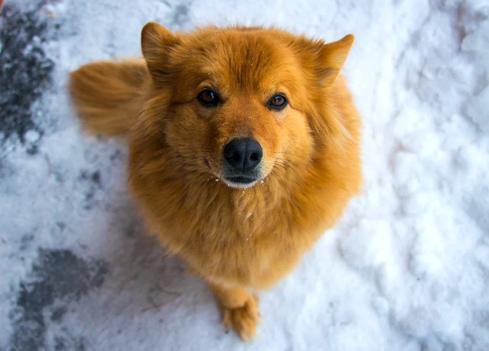 Pomeranian Puppi