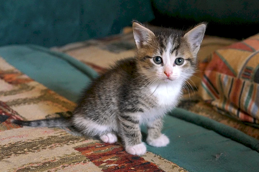 Tabby getigert