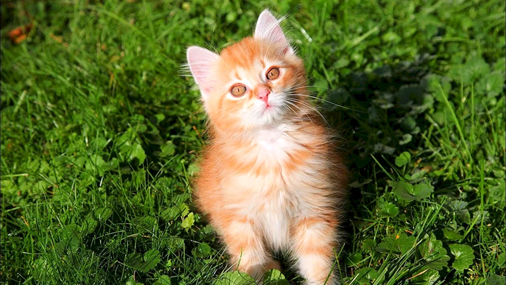 Ingwer getigerte Katze