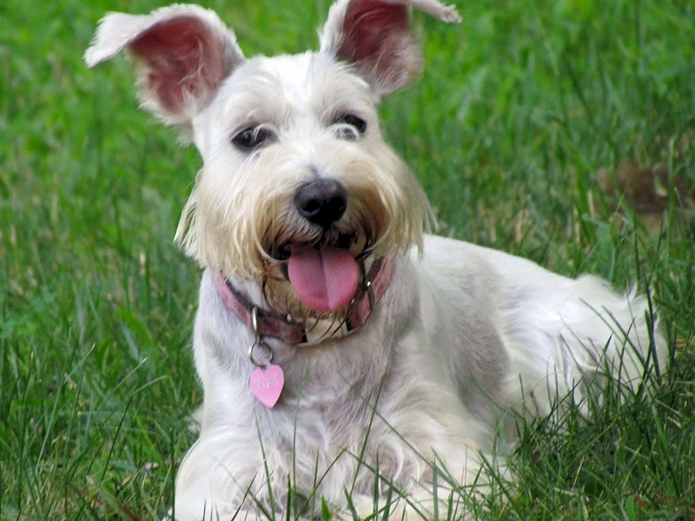 Weißer Norwich Terrier