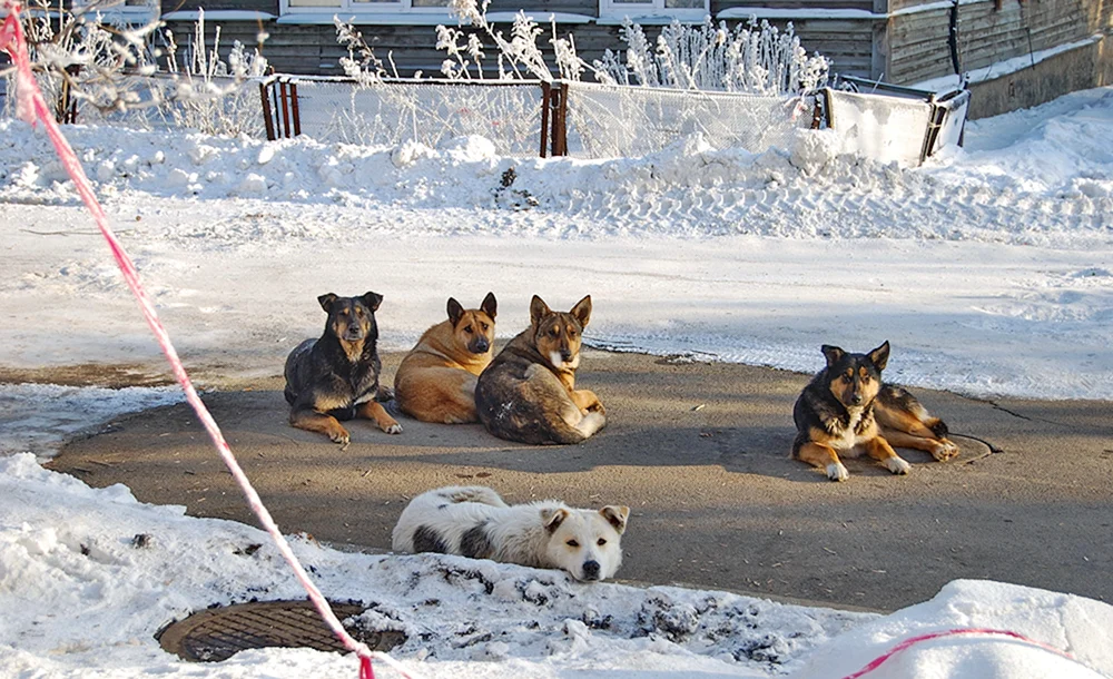 Ein Hund mit 50 cm Widerristhöhe