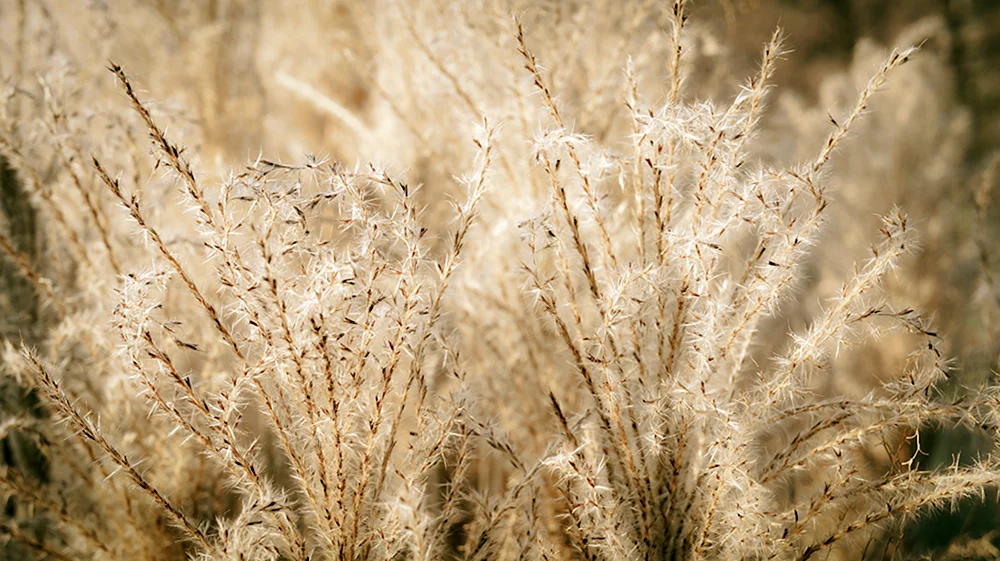 Beige Blumen