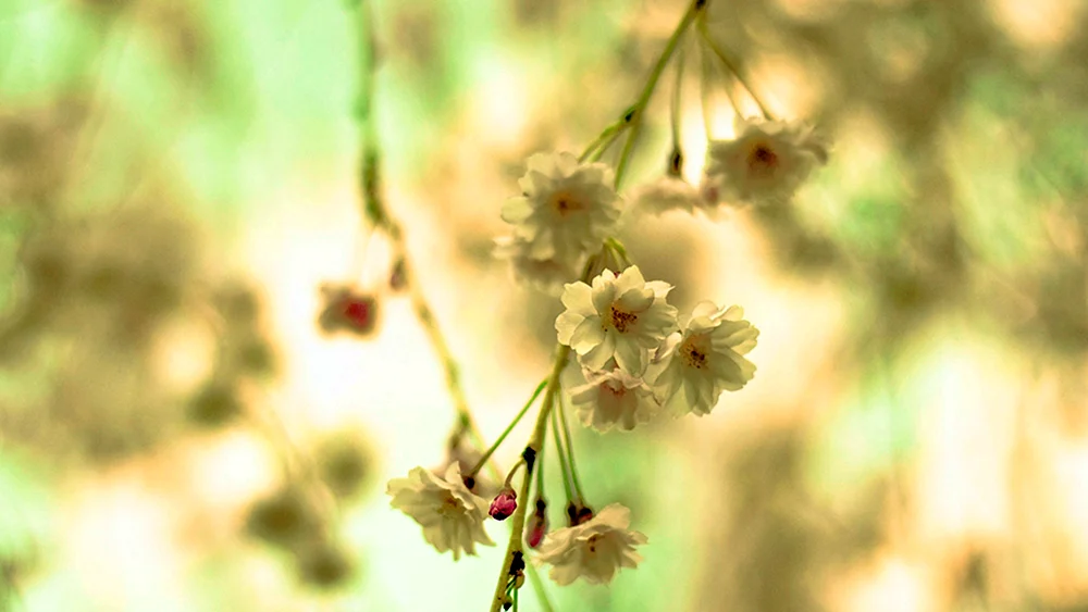 Beige Blumen